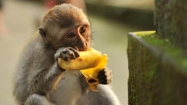 Bali: Monkey Forest, Taman Ayun, Tanah Lot Temple Tour - Transportation, Timing, and Practical Details