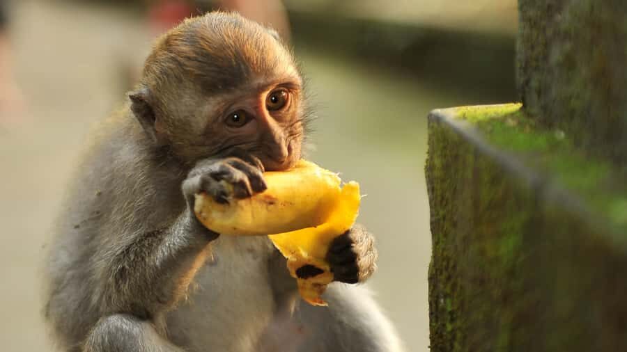 Bali: Monkey Forest, Taman Ayun, Tanah Lot Temple Tour - Transportation, Timing, and Practical Details