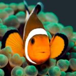 BALI: PADANG BAI DIVE TRIP WITH HOTEL TRANSFERS & LUNCH - The Itinerary: What to Expect from Start to Finish