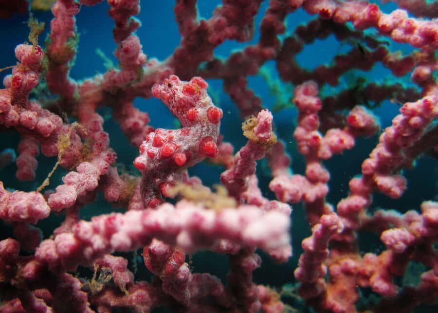 BALI: PADANG BAI DIVE TRIP WITH HOTEL TRANSFERS & LUNCH - The Hidden Gems: Authenticity & Value