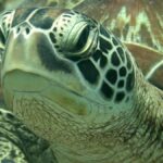 Bali: Padangbai PADI Discover Scuba Diving with 2 Dives - The Experience: Pros and Cons