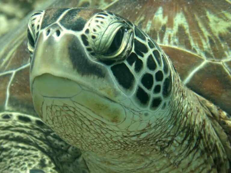 Bali: Padangbai PADI Discover Scuba Diving with 2 Dives - The Experience: Pros and Cons