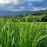 Bali Palm Reading with Jatiluwih Rice Terrace Walking Tour - Who Should Consider This Tour?