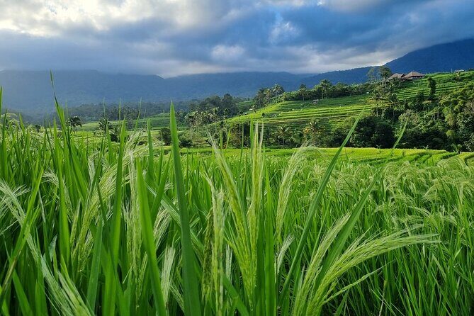 Bali Palm Reading with Jatiluwih Rice Terrace Walking Tour - Who Should Consider This Tour?
