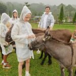 Bali: Picnic with Alpacas/Donkeys and Temple Tour - In-Depth Look at the Itinerary