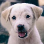 Bali: Private Puppy Therapy Experience at Your Villa - Who Will Love This Experience?