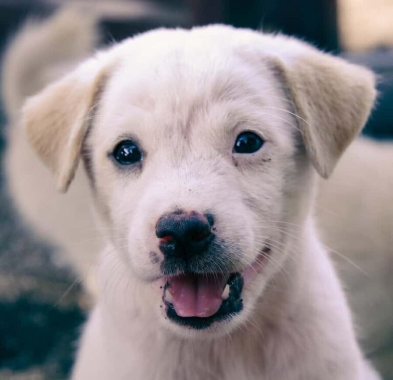 Bali: Private Puppy Therapy Experience at Your Villa - Who Will Love This Experience?
