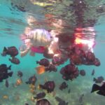 Bali: Private Snorkeling Trip to Blue Lagoon & Tanjung Jepun - Detailed Breakdown of the Snorkeling Itinerary