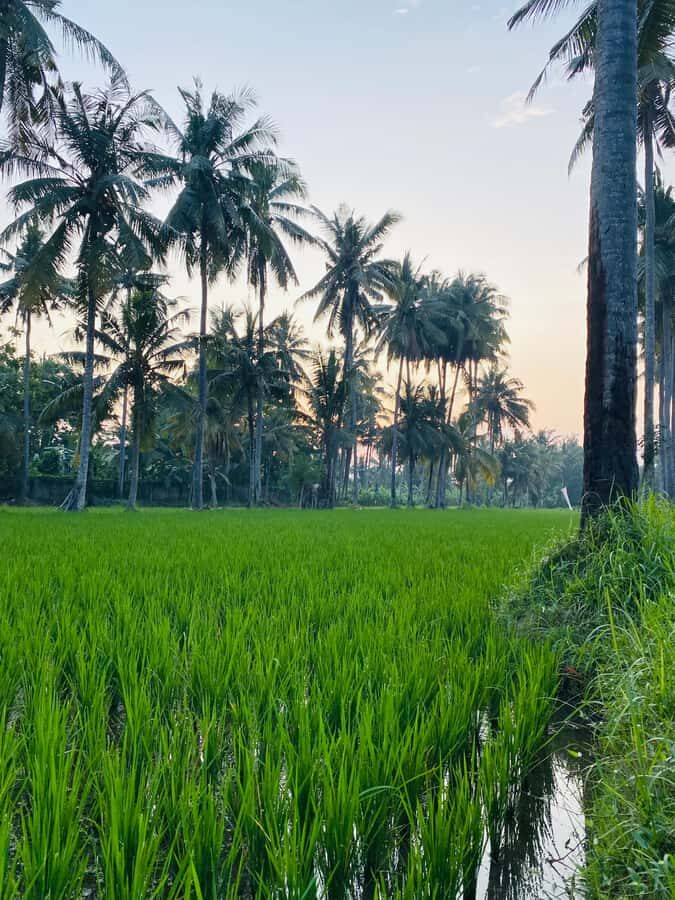 Bali: Quad Bike Adventure with Buffet Lunch - Who Will Love This Experience