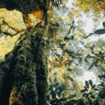 Bali Rainforest Hiking With Canoeing And Waterfall Adventure - What’s Included and What to Consider