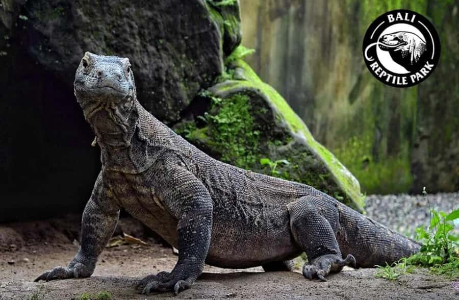 Bali Reptile Park 1-Day Admission Ticket - The Sum Up