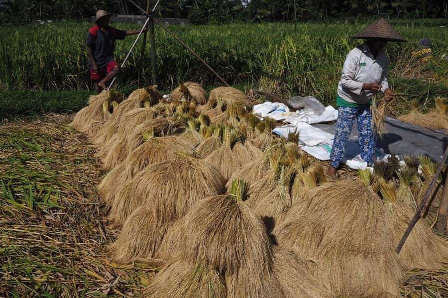 Bali: Rice Field Trip and Balinese Women Culture - A Deep Dive into the Tour Experience