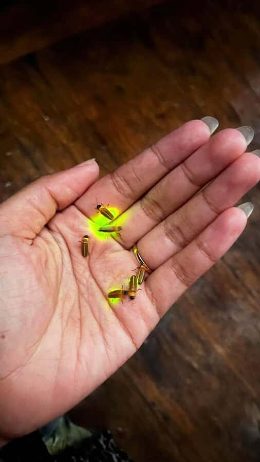 Bali: Rice Terraces, Coffee Tasting & Dinner by Fireflies - Detailed Breakdown of the Itinerary