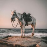 Bali: Saba Beach Premium Horseback Riding Experience - Final Thoughts: Is This Tour for You?