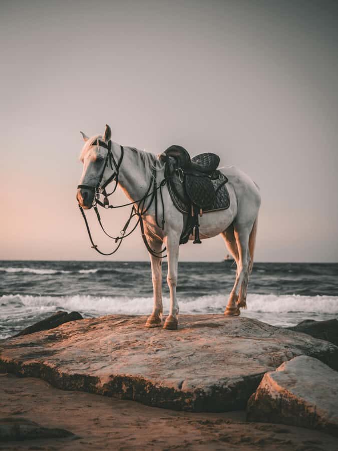 Bali: Saba Beach Premium Horseback Riding Experience - Final Thoughts: Is This Tour for You?