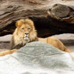 Bali: Safari Zoo and Ubud Palace and Market Day Tour - Authentic Insights from Reviews