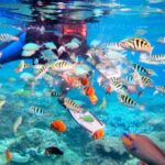 Bali: Snorkeling at Blue Lagoon and Tanjung Jepun with Lunch - The Snorkeling Experience: What’s Included?