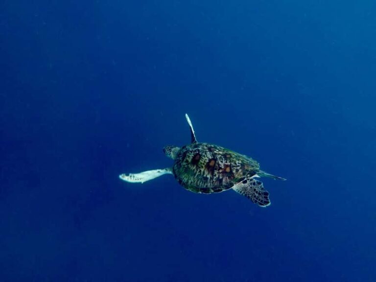 Bali: Snorkeling Blue Lagoon 2 Spot & Lunch optional Village - Exploring Bali’s Underwater World