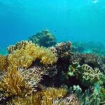 Bali: Snorkeling Tour with USAT Liberty Shipwreck - Practical Details & Preparation