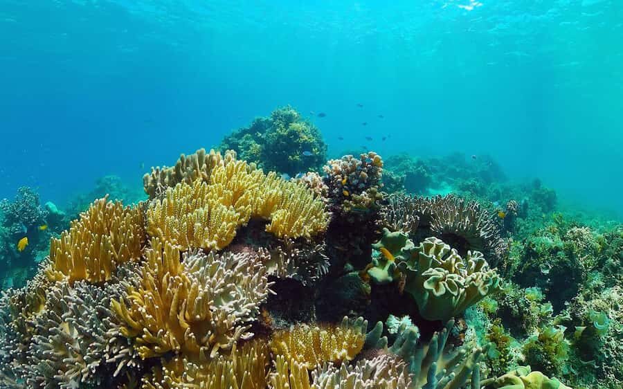 Bali: Snorkeling Tour with USAT Liberty Shipwreck - Practical Details & Preparation