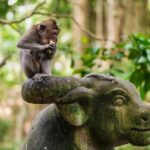 Bali: Swing Heaven, Monkey Forest and Waterfall Guided Tour - Practical Details That Matter
