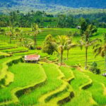 Bali: Tanah Lot, Rice Terrace, Ulun Danu & taman ayun temple - A Detailed Look at the Bali Highlights Tour