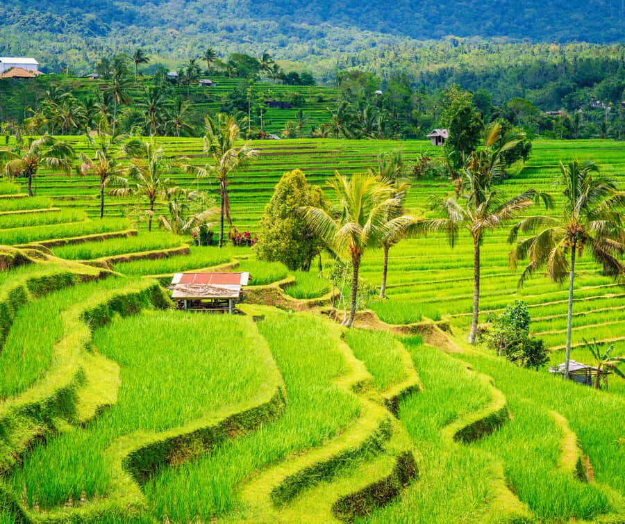 Bali: Tanah Lot, Rice Terrace, Ulun Danu & taman ayun temple - A Detailed Look at the Bali Highlights Tour