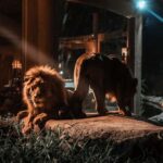 Bali Tour: Dinner with the Wildlife in the Zoo - First Impressions and Booking