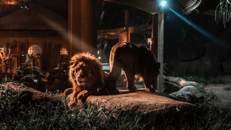 Bali Tour: Dinner with the Wildlife in the Zoo - First Impressions and Booking