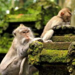 Bali Tour With Private Driver - The Value for Money