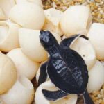 Bali: Turtle Conservation and Education Center Tour - An In-Depth Look at the Turtle Conservation and Education Center Tour