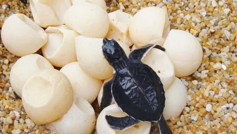 Bali: Turtle Conservation and Education Center Tour - An In-Depth Look at the Turtle Conservation and Education Center Tour