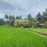 Bali: Ubud Culture and Adventure Tour with Waterfall - What to Expect: Practical Tips and Insights