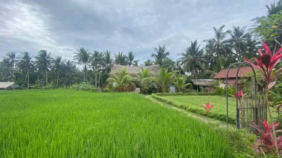 Bali: Ubud Culture and Adventure Tour with Waterfall - What to Expect: Practical Tips and Insights