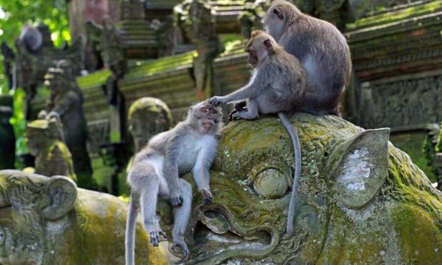 Bali: Ubud Customize Tour with Lunch & Coffee Tasting - Practical Aspects of the Tour