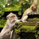 Bali Ubud: Full-Day Custom Tour with Lunch & Dinner - Authenticity & Recent Concerns