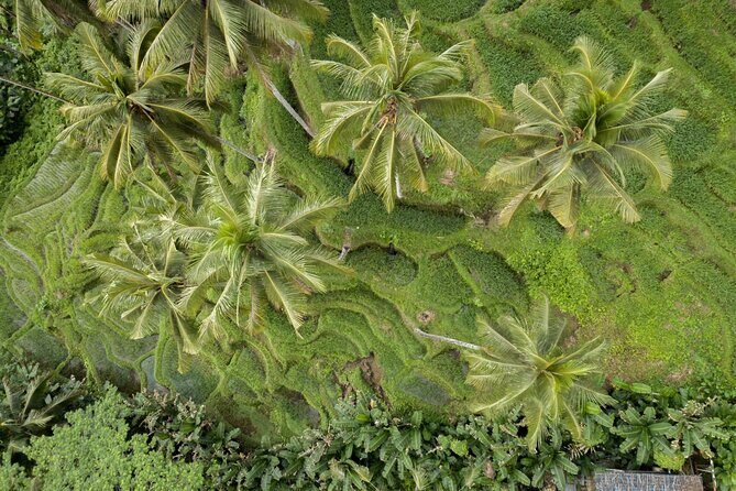 Bali Ubud : Full or Half Day Private Adventure Tour - Transportation and Practicalities