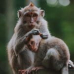 Bali: Ubud Private Tour with Waterfalls and Jungle Swing - Practical Tips for Making the Most of Your Tour