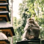 Bali: Ubud Tour with Sacred Monkey Forest & Rice Terraces - Who Will Love This Tour?