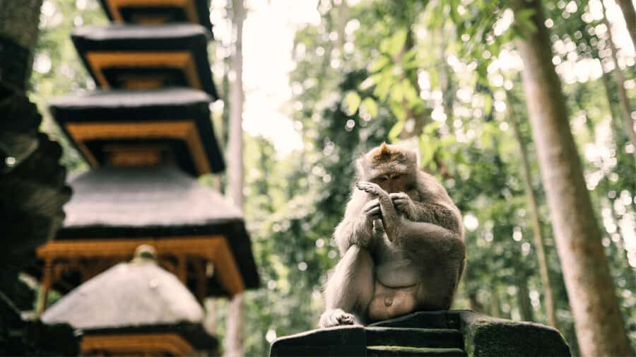 Bali: Ubud Tour with Sacred Monkey Forest & Rice Terraces - Who Will Love This Tour?