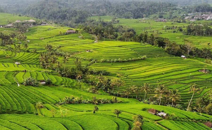 Bali : Ulun Danu Beratan Temple and UNESCO Rice Terrace Tour - The Practicalities: What to Expect