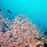 BALI: USAT SHIPWRECK DIVE WITH HOTEL TRANSFERS & LUNCH - What to Expect During the Day