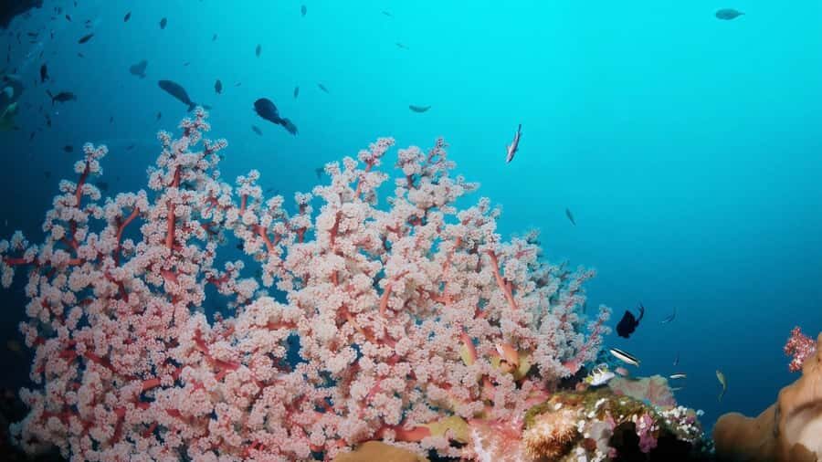 BALI: USAT SHIPWRECK DIVE WITH HOTEL TRANSFERS & LUNCH - What to Expect During the Day