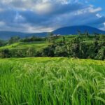 Balinese Cooking Class and Jatiluwih Rice Terrace Walking Tour - Final Thoughts: Who Will Love This Tour?