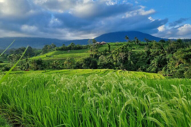 Balinese Cooking Class and Jatiluwih Rice Terrace Walking Tour - Final Thoughts: Who Will Love This Tour?