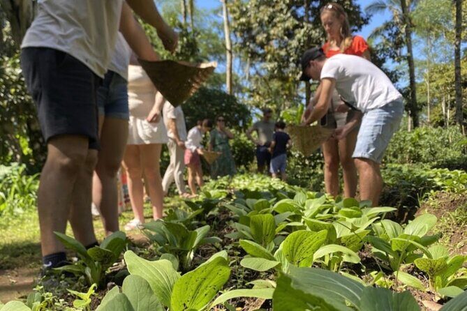 Balinese Traditional Farm Cooking Class and Market Tour - The Reality of the Reviews