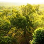 Baluran Park Wildlife Day Tour: Java's Africa-Style Safari - What to Expect on the Tour