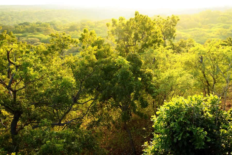 Baluran Park Wildlife Day Tour: Java's Africa-Style Safari - Practical Considerations and What to Prepare  