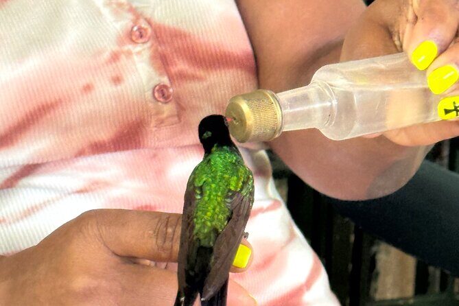 Bamboo rafting and bird sanctuary tour from Montegobay - Practical Details and Tips