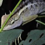 Ban Khao Sok: Rafting, Cooking, & Night Jungle Trek Tour - Why This Tour is a Great Choice for Your Khao Sok Adventure